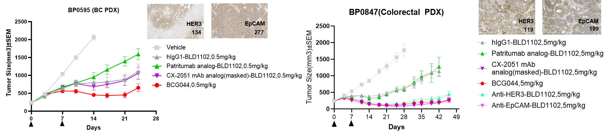 Tumor size curves showing BCG044 antitumor efficacy in breast and colorectal cancer PDX models compared with Patritumab analog ADC, CX-2051 mAb analog PDC, and parental ADC controls.