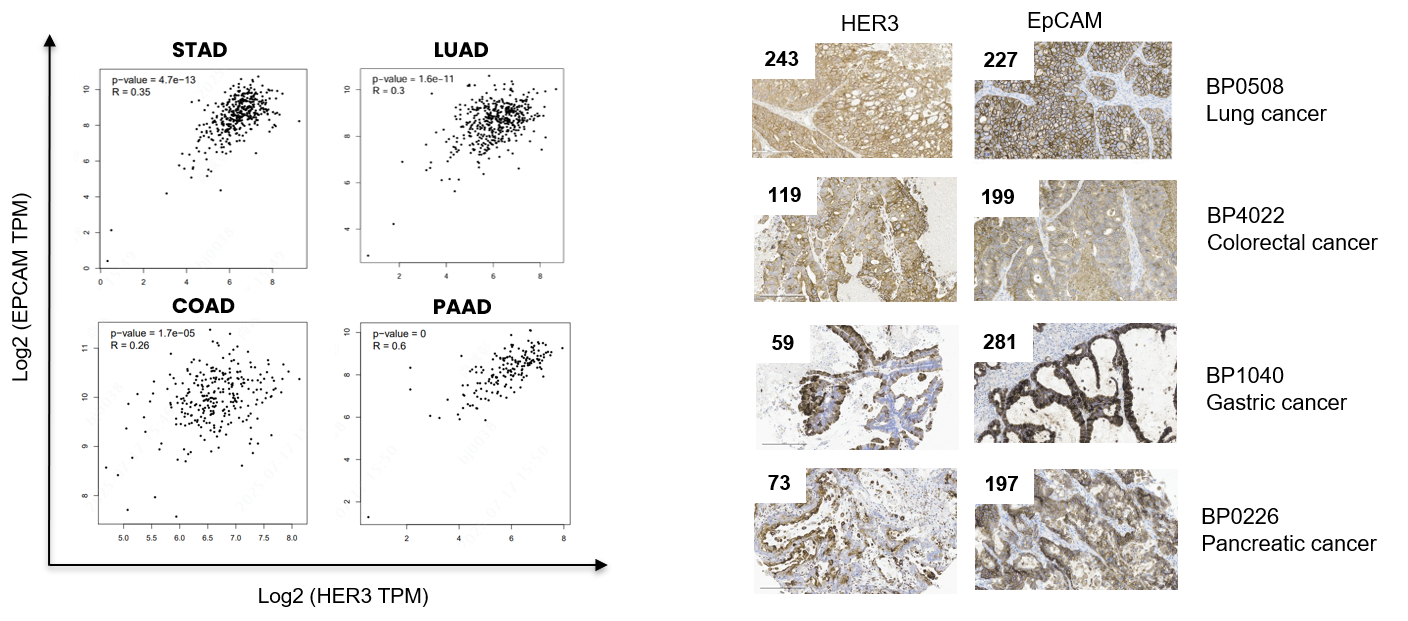 GEPIA2 transcriptomic analysis and IHC staining showing HER3 and EpCAM co-expression in solid tumors, including LUAD, PAAD, COAD, and STAD.