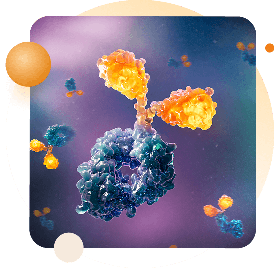 https://cdn.biocytogen.com/web/backend/upload/asset/image/BCG047/20260909230506124126.png (BCG047) banner