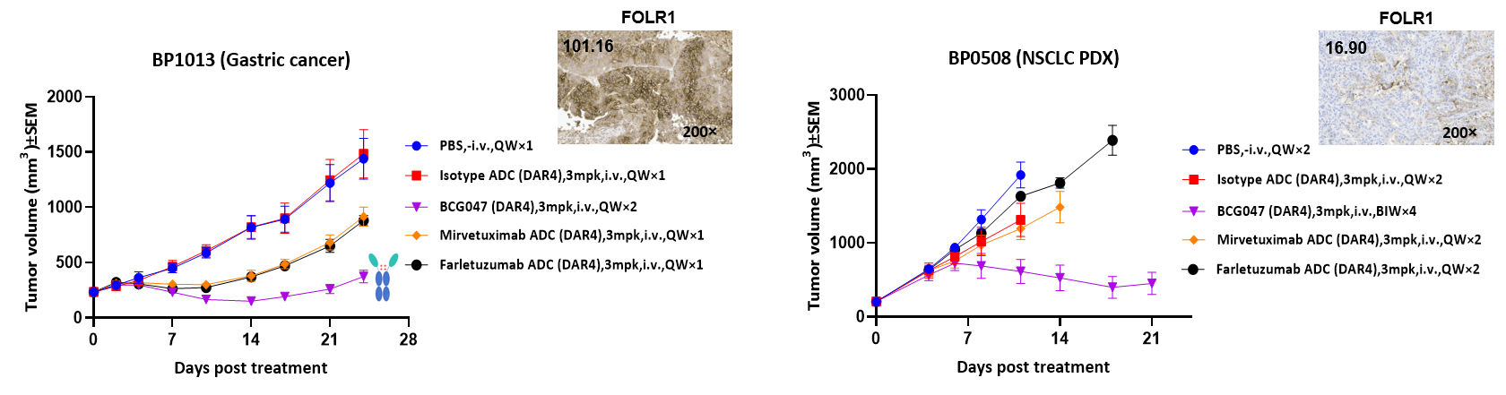 Tumor growth curves showing robust antitumor efficacy of the BCG047 FOLR1 heavy-chain-only ADC in FOLR1-high- and FOLR1-low-expression PDX models compared with matched-DAR FOLR1 ADC benchmarks.