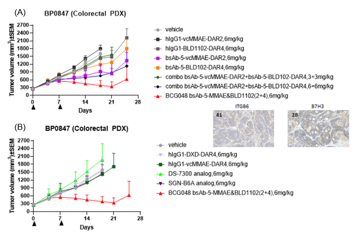 Tumor volume growth curves demonstrating the superior in vivo antitumor efficacy of BCG048 dual-payload ADC compared with single-payload and benchmark ADCs in the BP0847 colorectal PDX model.