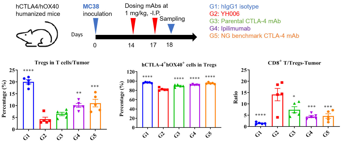 Flow cytometry and immune-cell analyses showing reduced tumor-infiltrating Tregs, reduced CTLA-4/OX40 double-positive Tregs, and an increased CD8/Treg ratio after YH006 treatment.