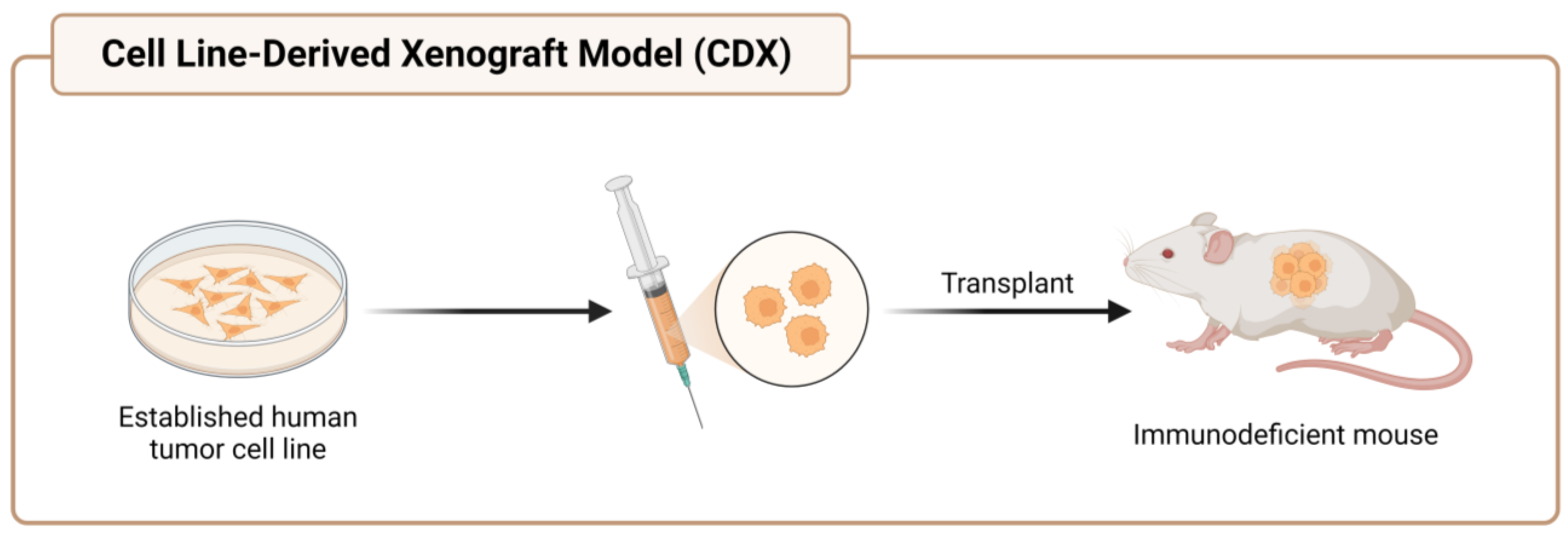 Workflow of the Cell Line-Derived Xenograft (CDX) Model 