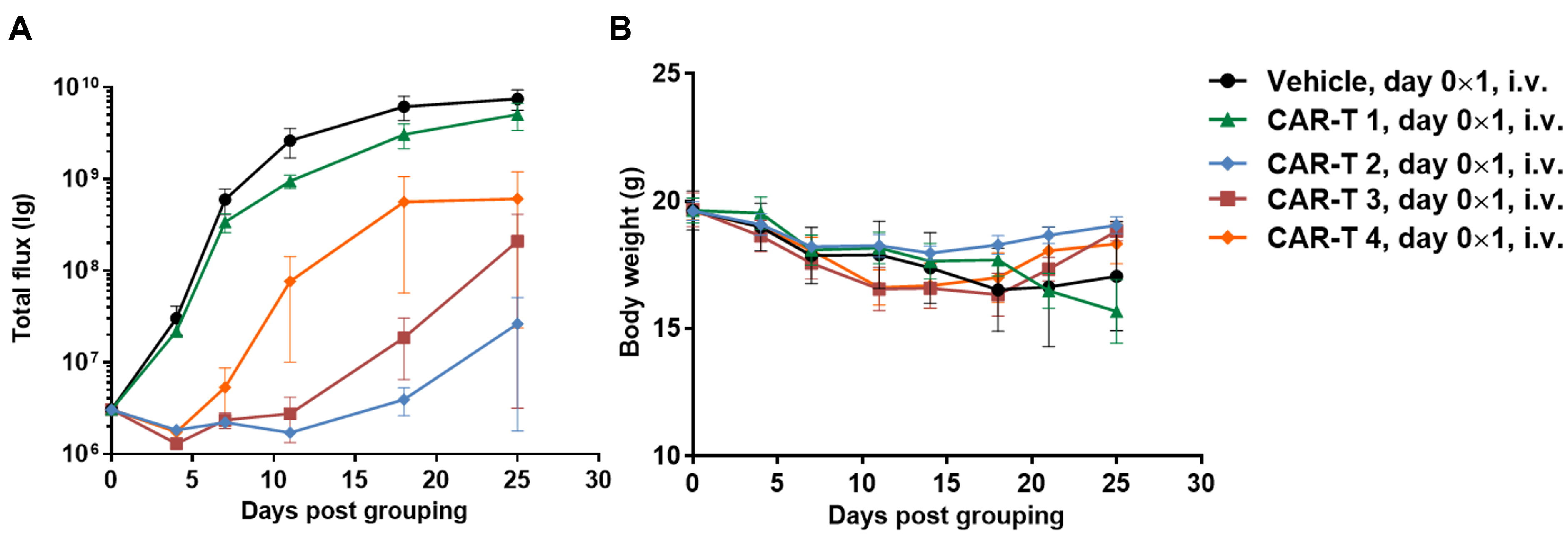 Efficacy and safety of CAR-T cell therapy in a Raji lymphoma CDX model using B-NDG mice