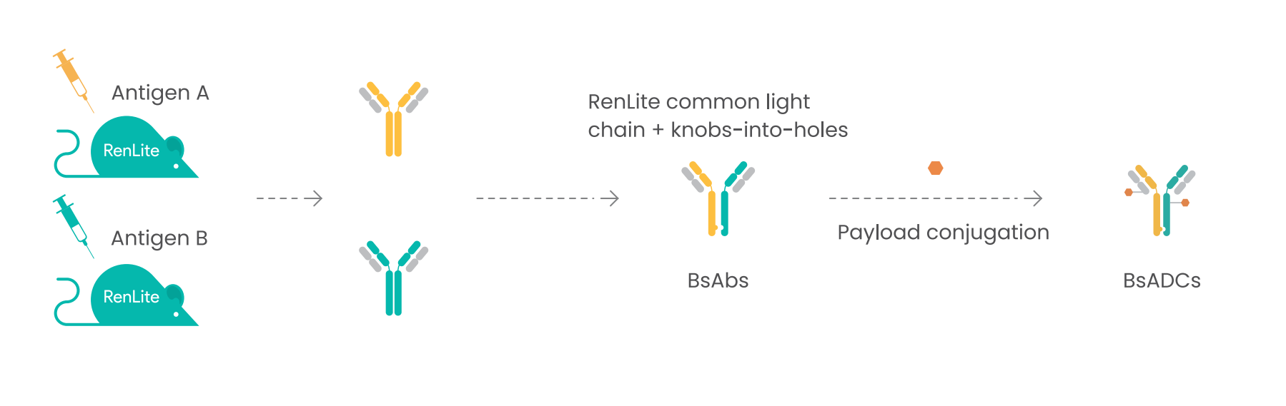 Biocytogen’s BsADC Platform