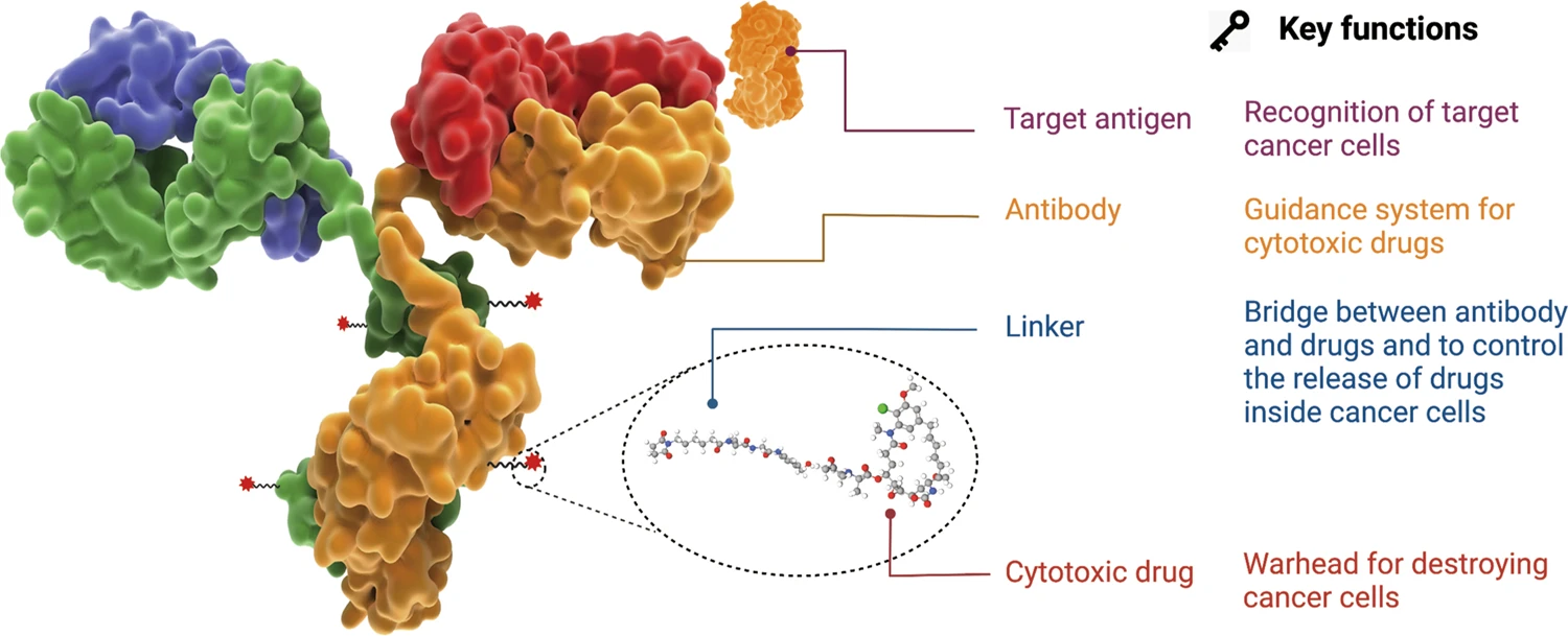 Antibody–Drug Conjugates (ADCs)'s 3D Structure