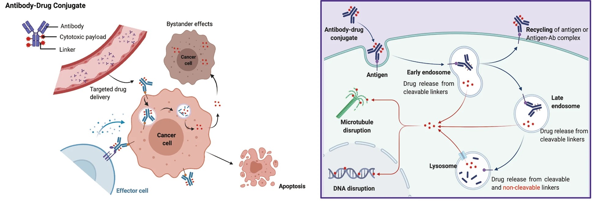 ADC Structure, Key Features, and Core Mechanism of Action