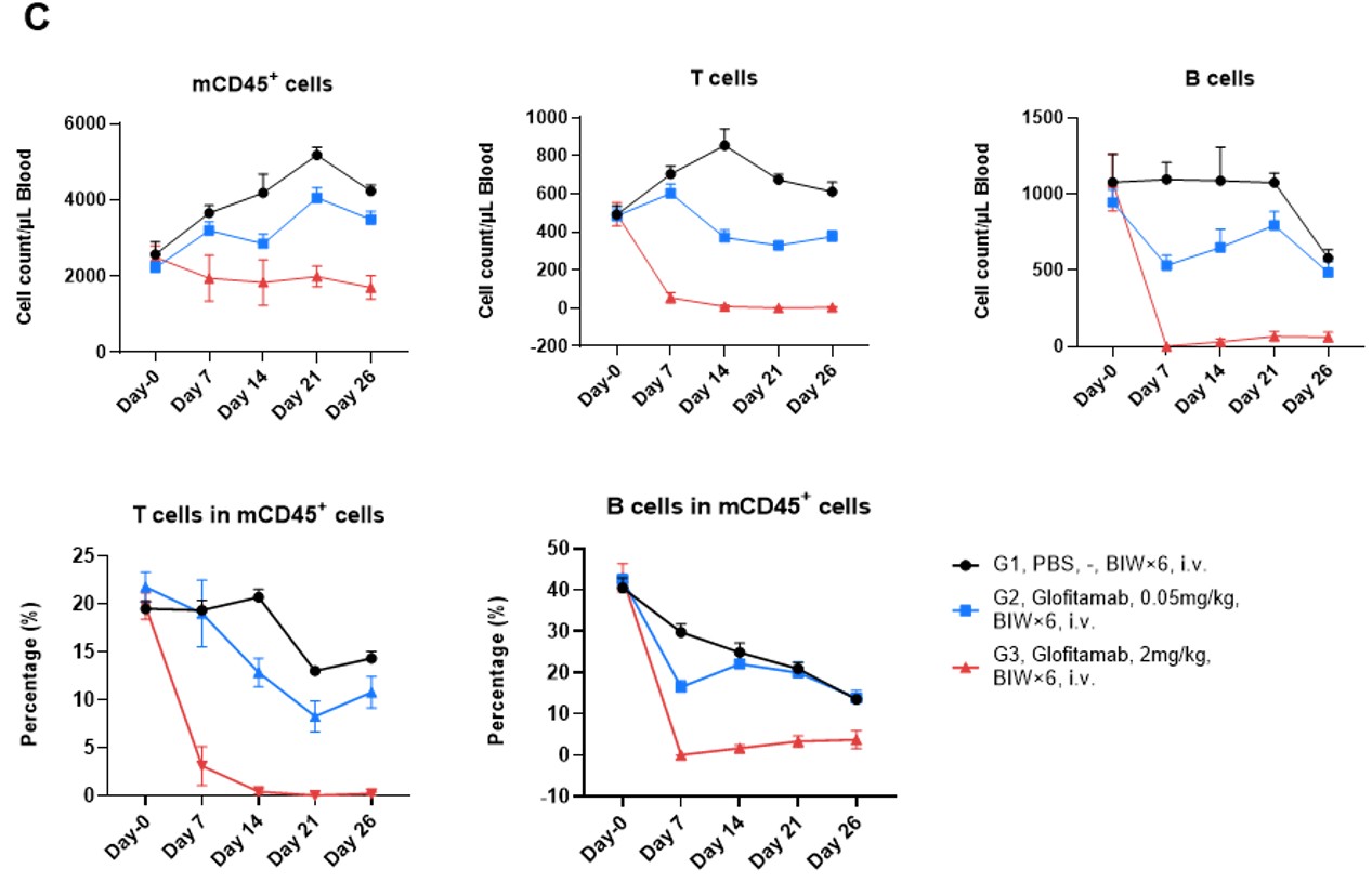 Glofitamab depletes B cells in B-hCD3EDG/hCD20 mice.