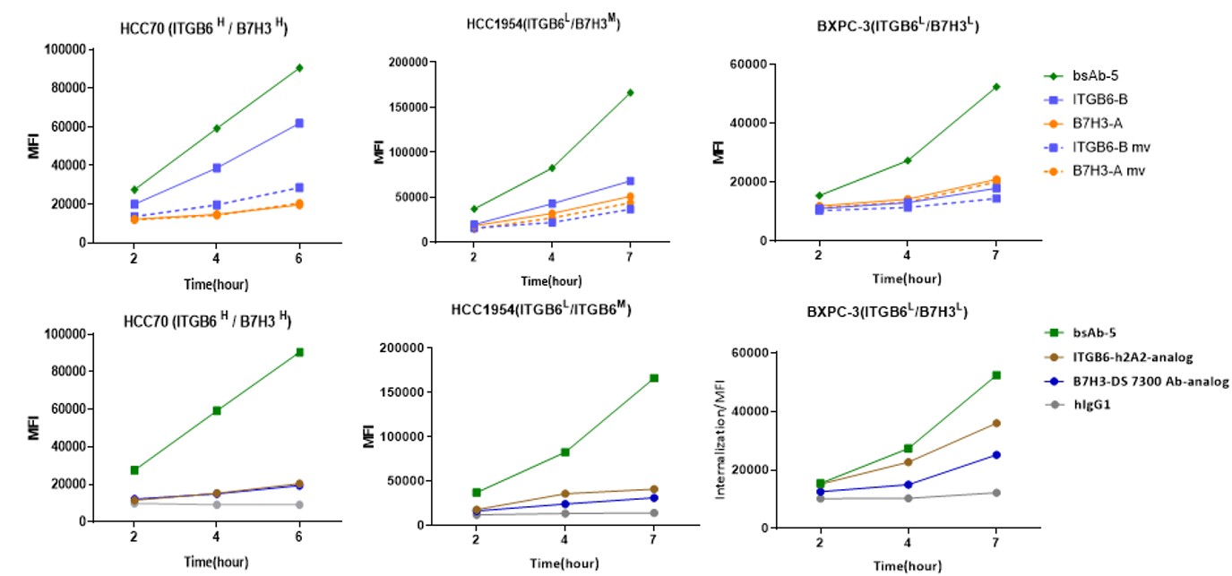 BCG048 antibody internalization in cells.