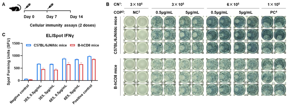OVA-induced IFN-γ response in B-hCD8 mice.