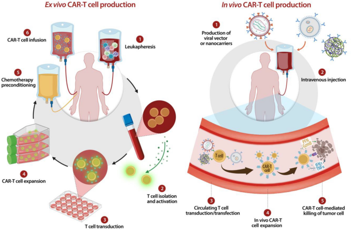 Ex vivo and in vivo CAR-T illustrations.