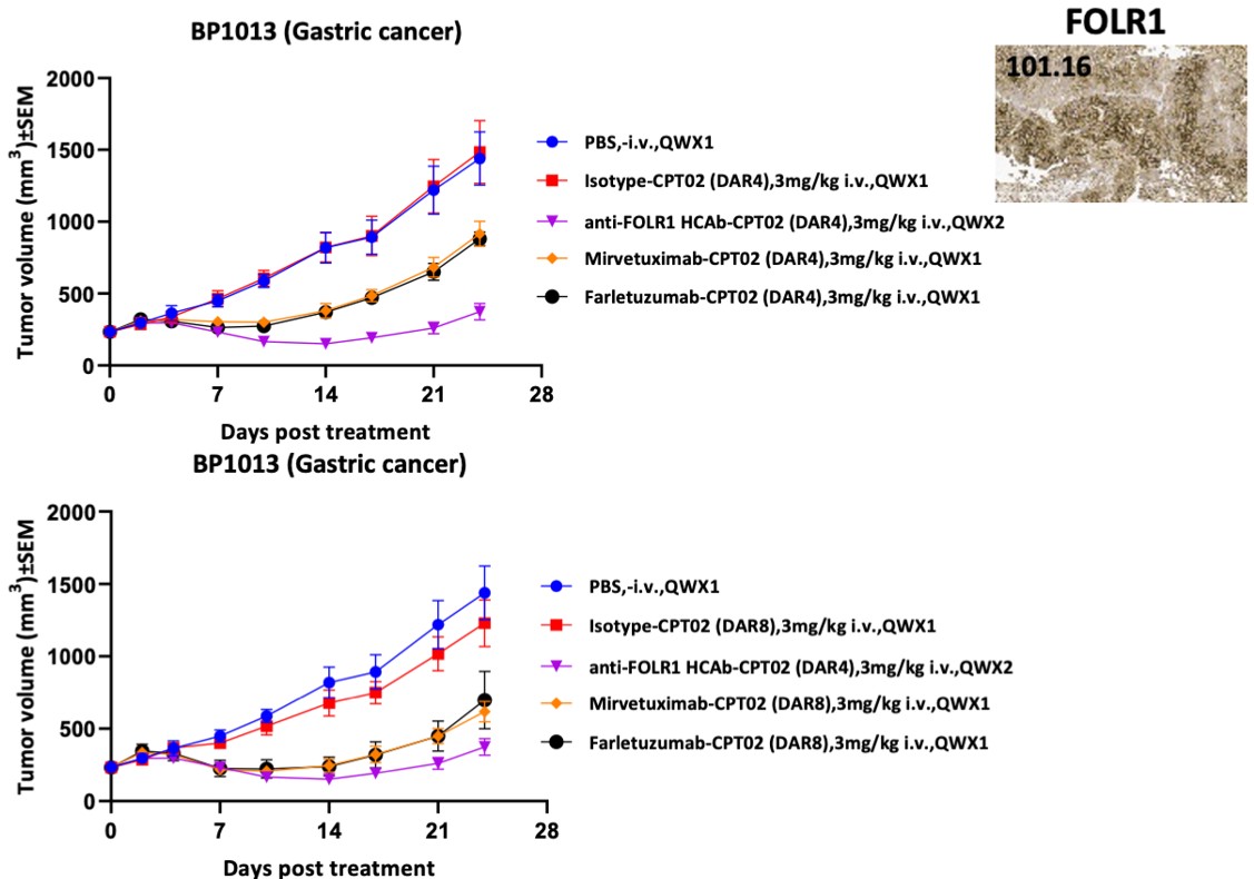 BCG047 antitumor activity in high expressing gastric cancer model