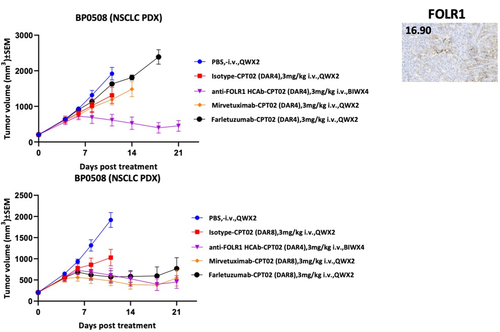 BCG047 antitumor activity in low expressing NSCLC PDX model