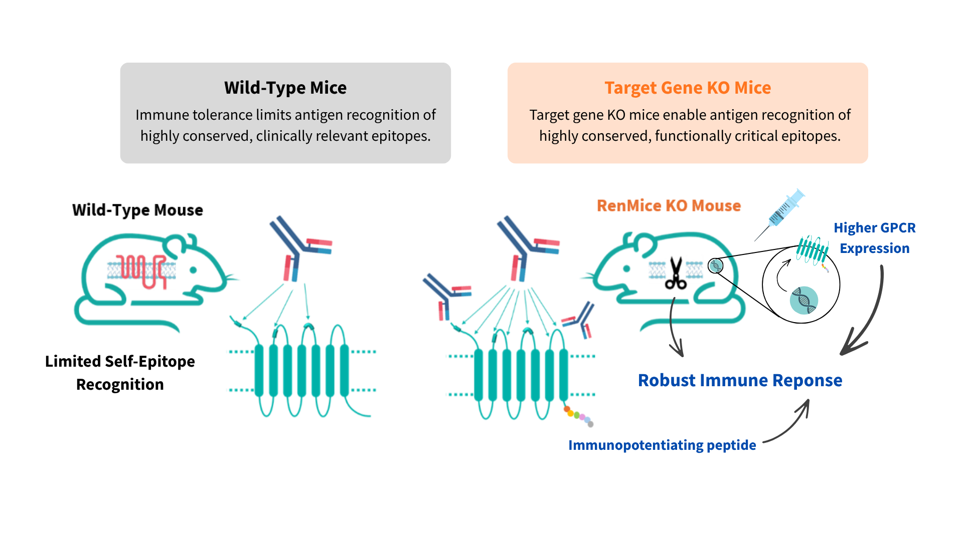RenMice KO GPCR platform
