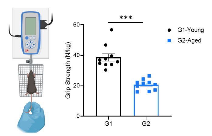 Grip strength test in young and aged mice