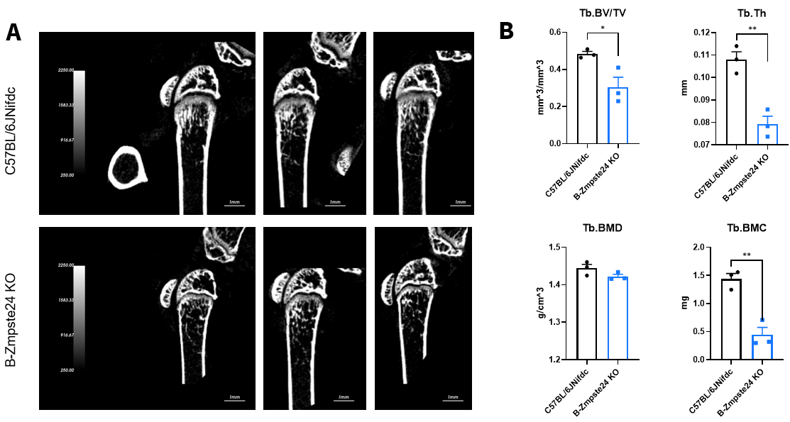 B-Zmpste24KO mice showed accelerated osteoporosis