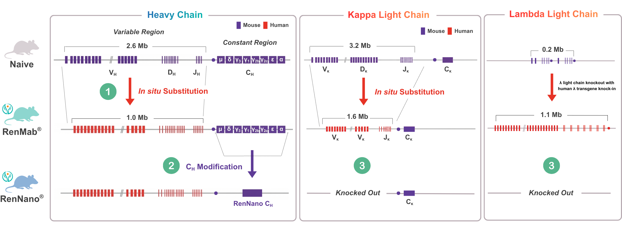 RenNano diagram all chains