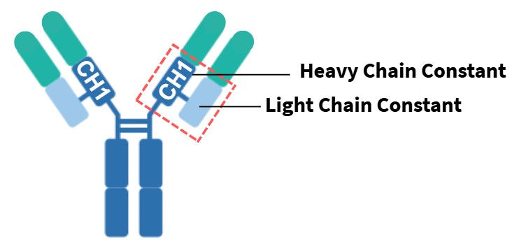 heavy chain CH1