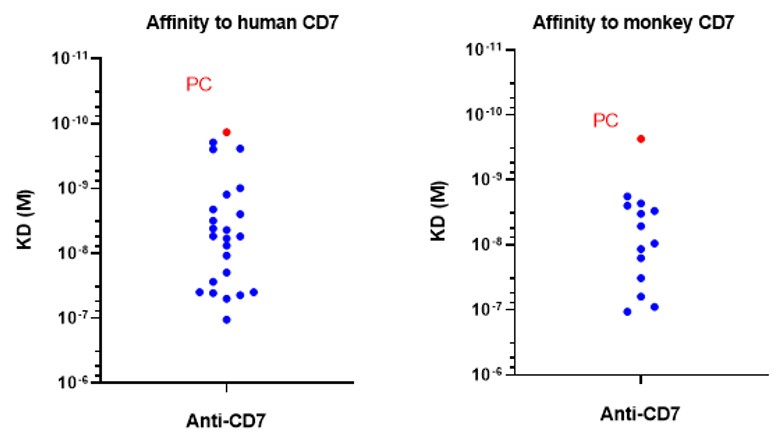 CD7 HCAb affinity binding and cross reactivity