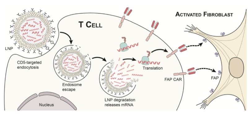 CD5 direced LNPs enable transient CAR expression in T cells