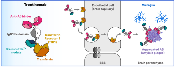 Trontinemab Brainshuttle™ Mechanism via TfR1-Mediated BBB Transport