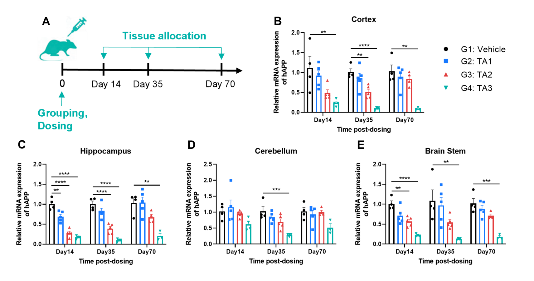 In vivo inhibition of human APP in B-hTFR1/B-Tg(5XFAD) mice plus by oligonucleotide therapeutics.