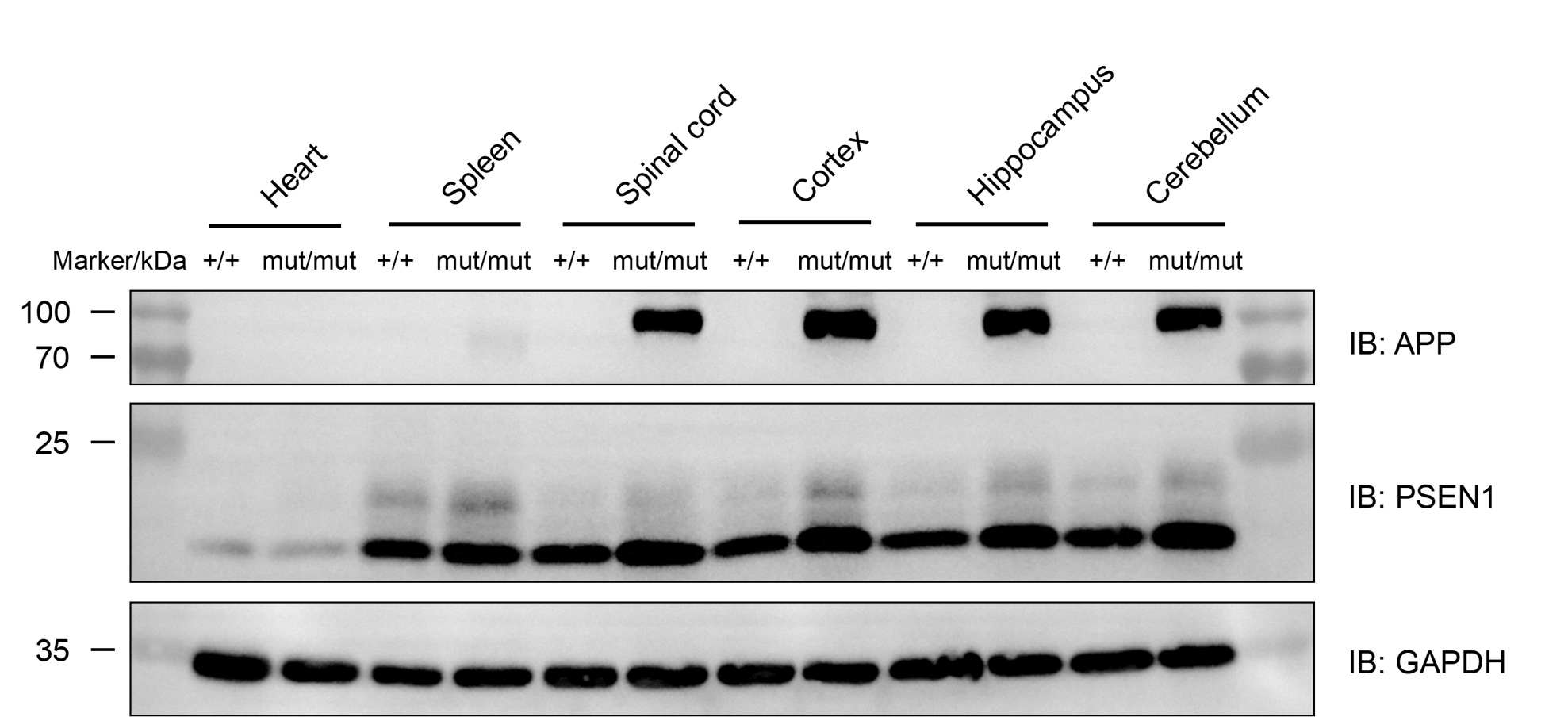Western blot analysis of APP and PSEN1 protein expression in homozygous B-App NL-F/Psen1*P117L mice.
