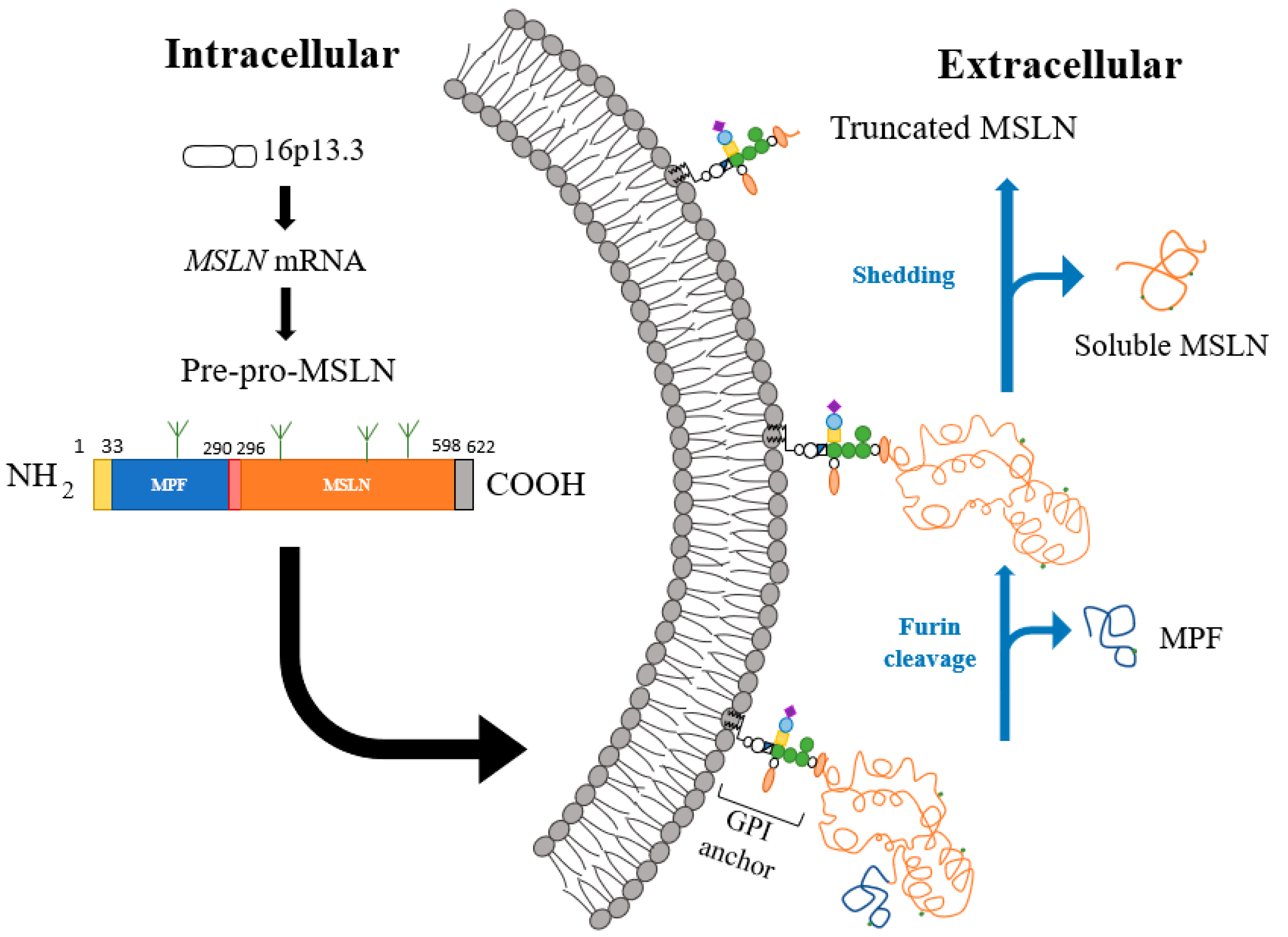 Faust et al Cancers 2022_MSLN precursor protein cleavage pathway