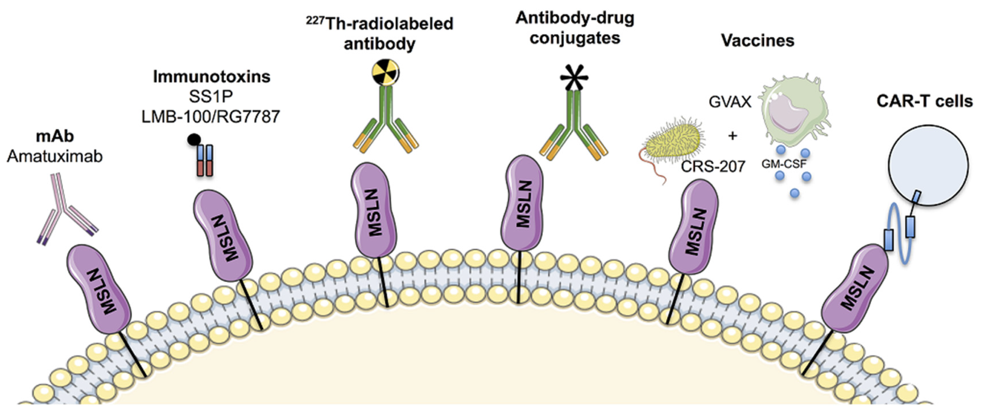 Montemagno C, et al. Int J Mol Sci. 2020_MSLN therapies