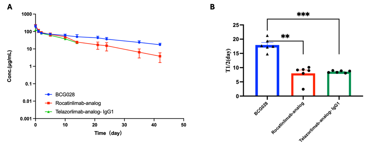 BCG028 exhibited a prolonged serum half-life compared to benchmarks in humanized FcRn mice