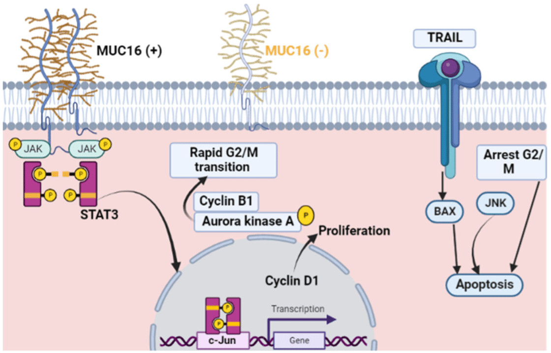 MUC16 overexpression stimulates tumor cell division