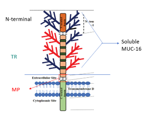 MUC16 Structure