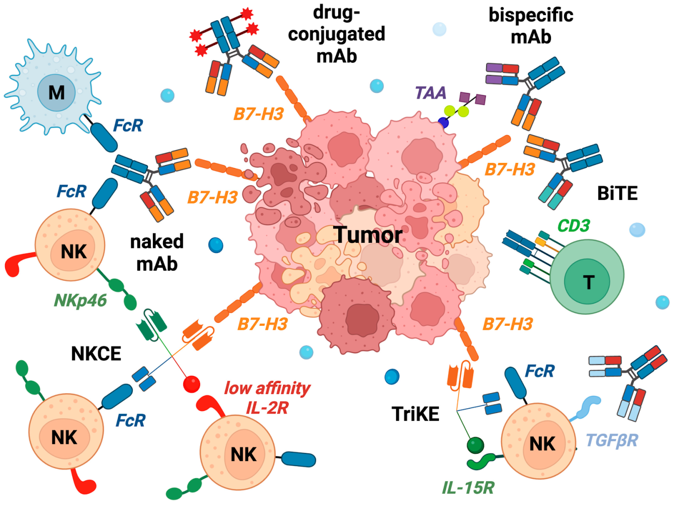 mAbs and engineered engagers targeting B7-H3