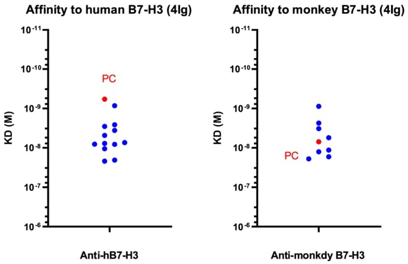 Affinity of anti-B7-H3 monoclonal antibodies