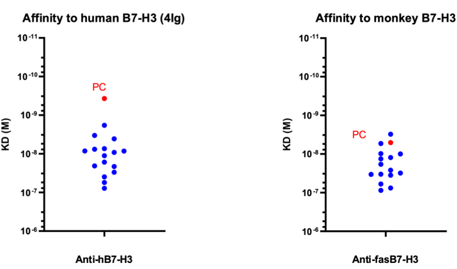 Affinity of common light chain anti-B7-H3 mAbs