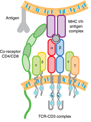 TCR (α and β) and CD3 (γ, δ, ε, and ζ) Complex