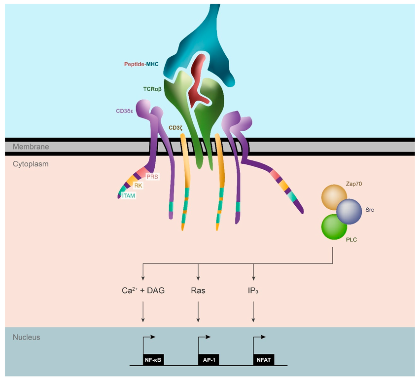 TCR structure and T cell activation pathway