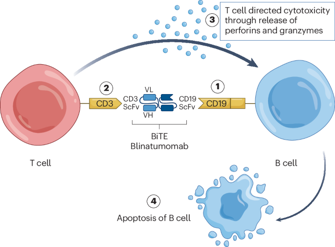 Mechanism of Action of CD19×CD3 Bispecific Antibody