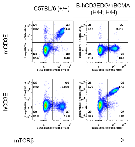 Strain specific CD3E protein expression analysis in homozygous B-hCD3EDG/hBCMA mice by flow cytometry