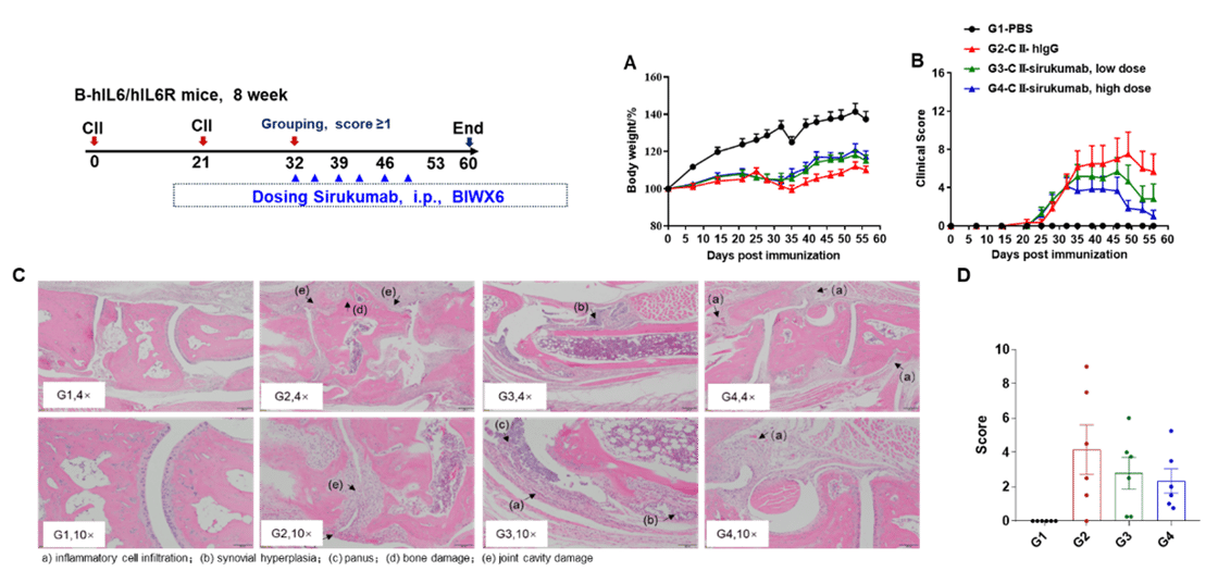 Sirukumab treatment improved clinical outcomes in B-hIL6/hIL6R mice with collagen-induced arthritis (CIA)