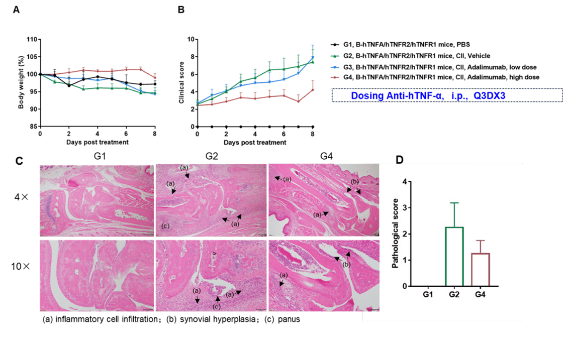 Adalimumab reduced arthritis severity in B-hTNFA/hTNFR2/hTNFR1 mice with collagen-induced arthritis (CIA)