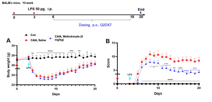 Methotrexate alleviated Collagen Antibody Induced Arthritis (CAIA)