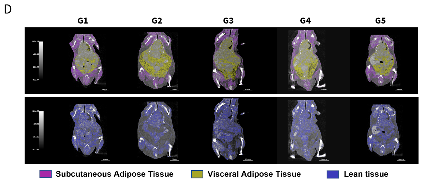 Effect of GLP1R Agonist and ActRII Antibody on Fat and Lean Mass_MIcro-CT