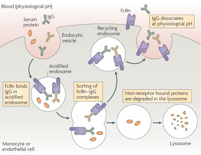 FcRn-mediated IgG protection and recycling