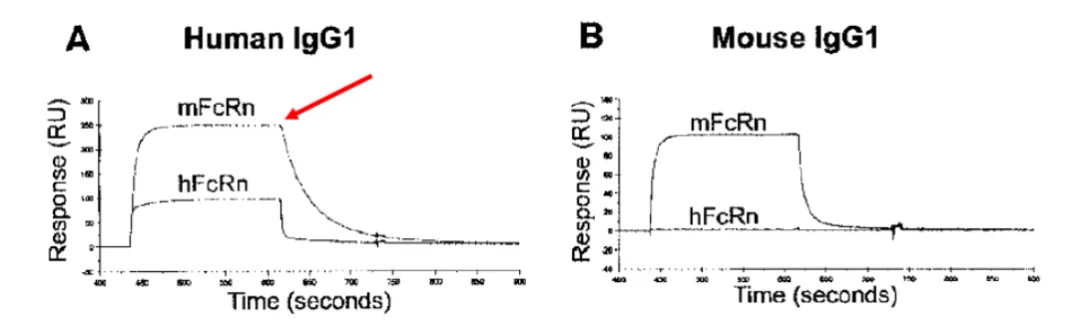 Binding Affinity Differences Between Human and Mouse FcRn