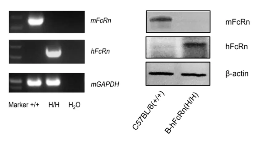 Robust Human FcRn Expression in FcRn-Humanized Mice
