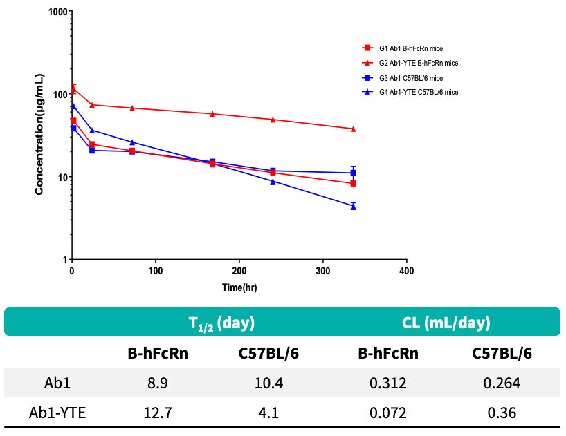 YTE Mutation Extends Human Antibody Half-Life Only in B-hFcRn Mice