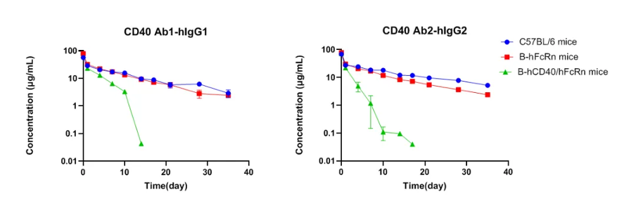 Comparison of linear PK in wild-type mice vs. TMDD-driven clearance in B-hCD40/hFcRn humanized mice