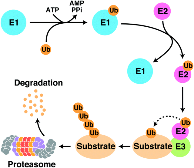 The ubiquitin-proteasome system