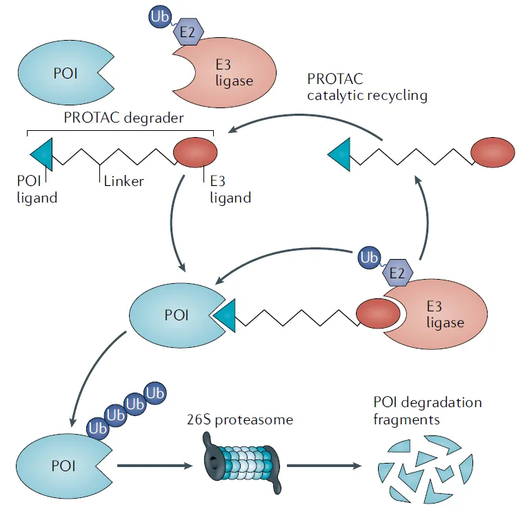 PROTAC-Mediated TPD of Protein of Interest (POI)